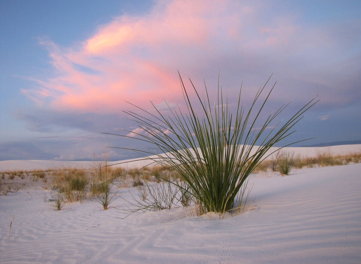 Explore the strange and dreamy landscapes of White Sands National Park