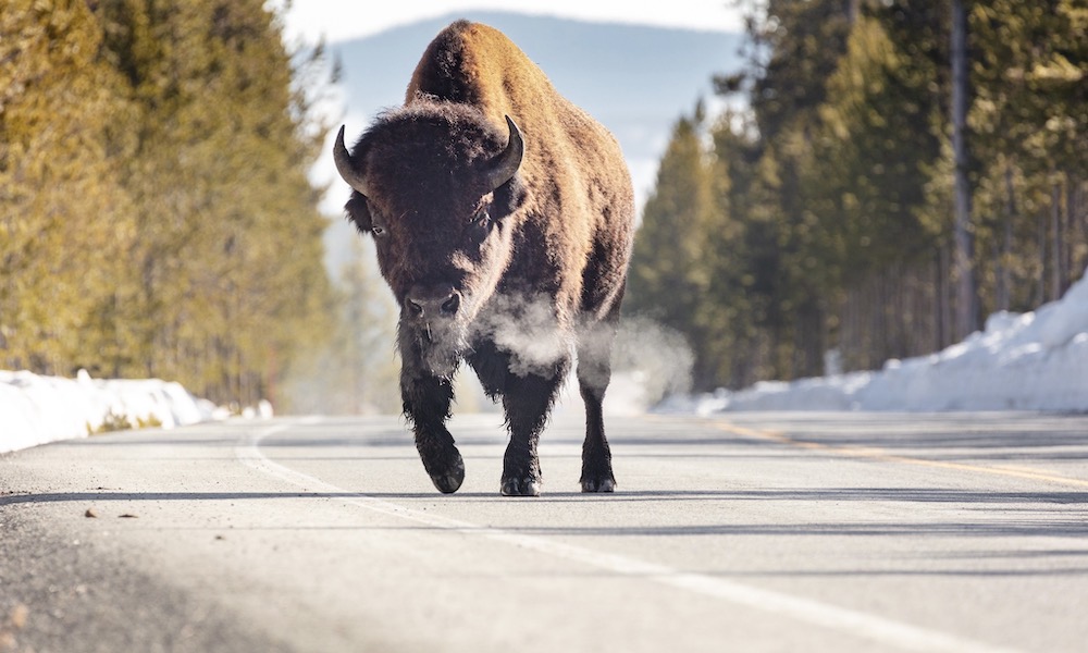 As Yellowstone opens up, bison (and people tossing) in spotlight