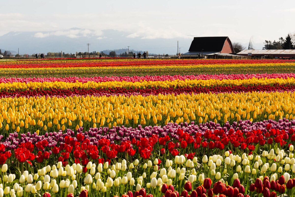 Hurry to Washington’s Skagit Valley Tulip Festival before April ends
