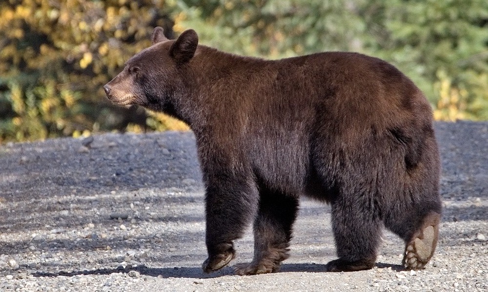 Bear kills dog in Jasper National Park, a warning for pet owners