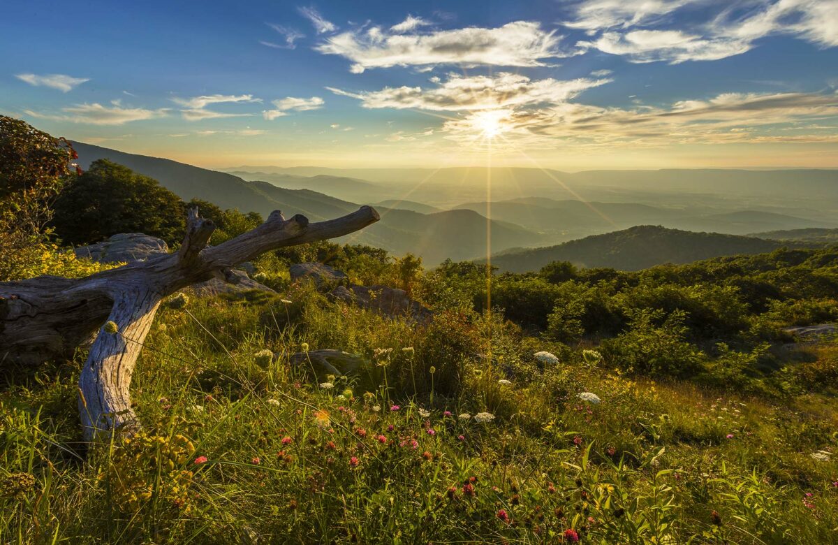 Wildflower Week is coming to Shenandoah National Park — here’s what to expect