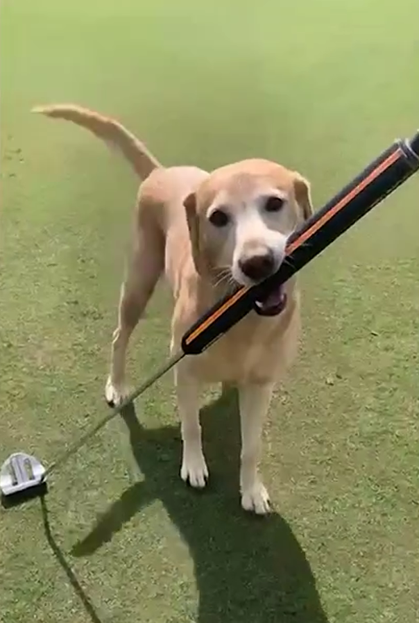 Watch: A yellow Labrador retriever puppy named ‘Brewski’ drains a long putt on a Mississippi golf course