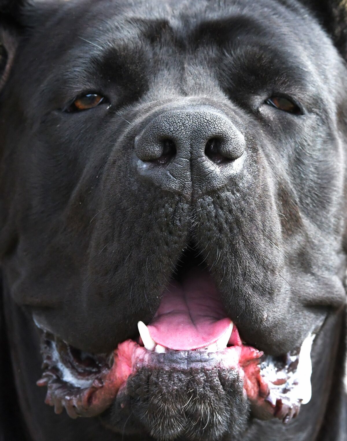 Most monthly searched dog breed in each of 50 states? One dog clearly dominates