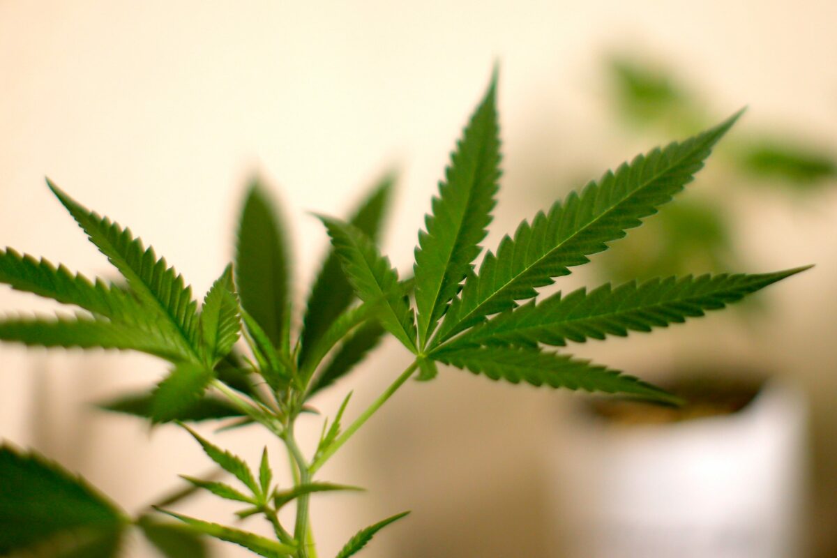 Which states have legalized recreational use of marijuana?