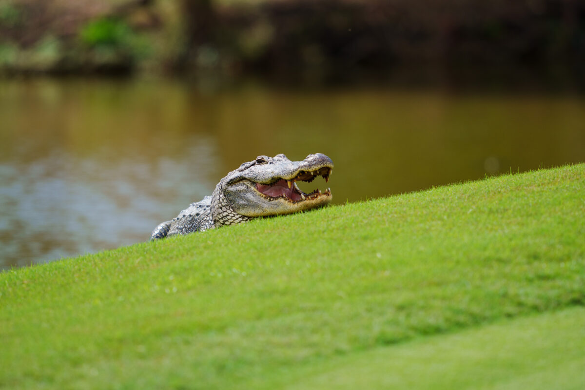 Photos: 2023 Zurich Classic at TPC Louisiana in New Orleans