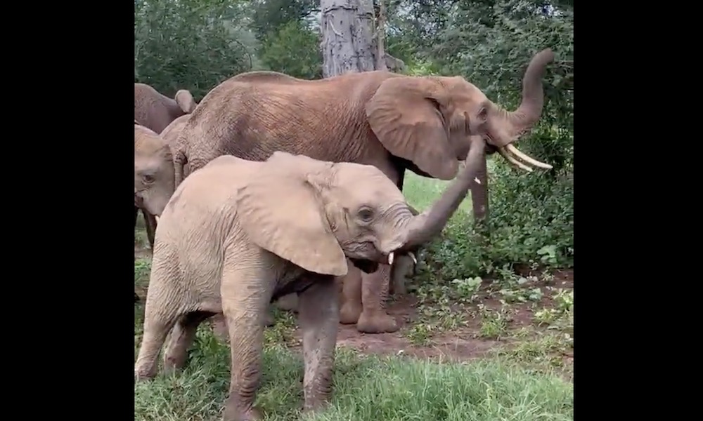 Orphaned elephant ’embraces inner helicopter’ in adorable video