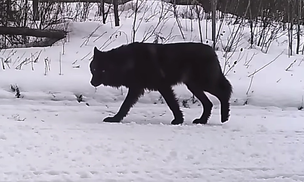 Watch: Rare sighting of a black wolf caught on a trail camera