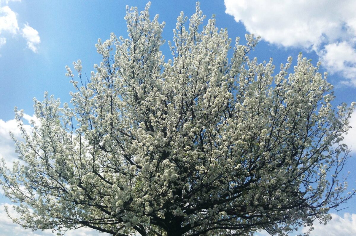 What are those stinky spring trees, and why are they everywhere?