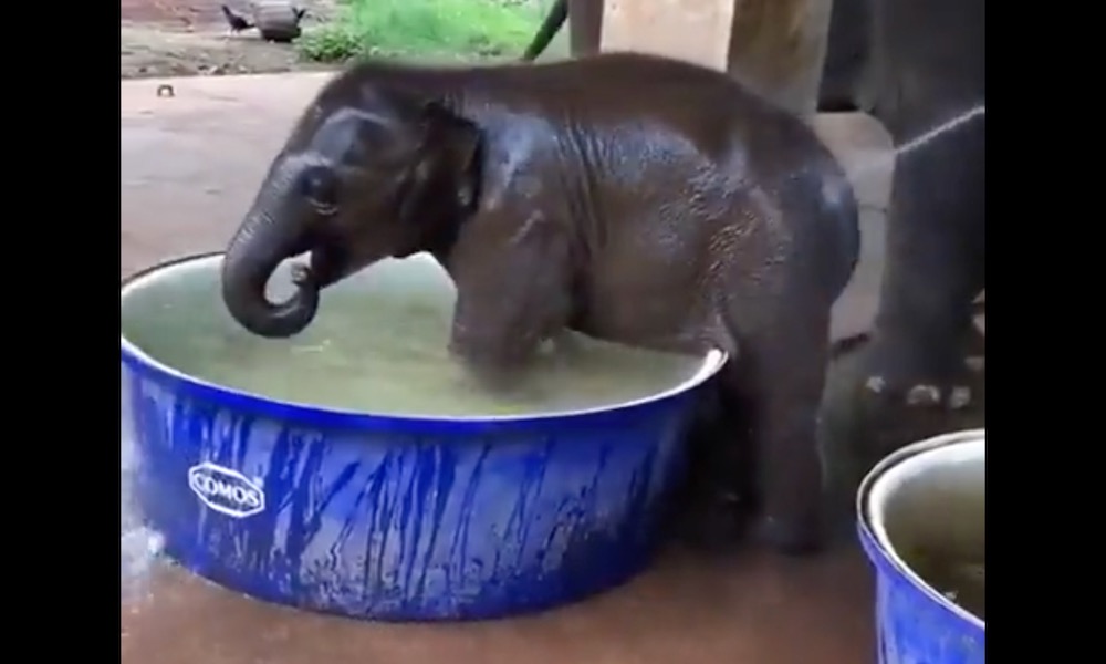 Cute video of baby elephant taking a bath ‘is so much fun’