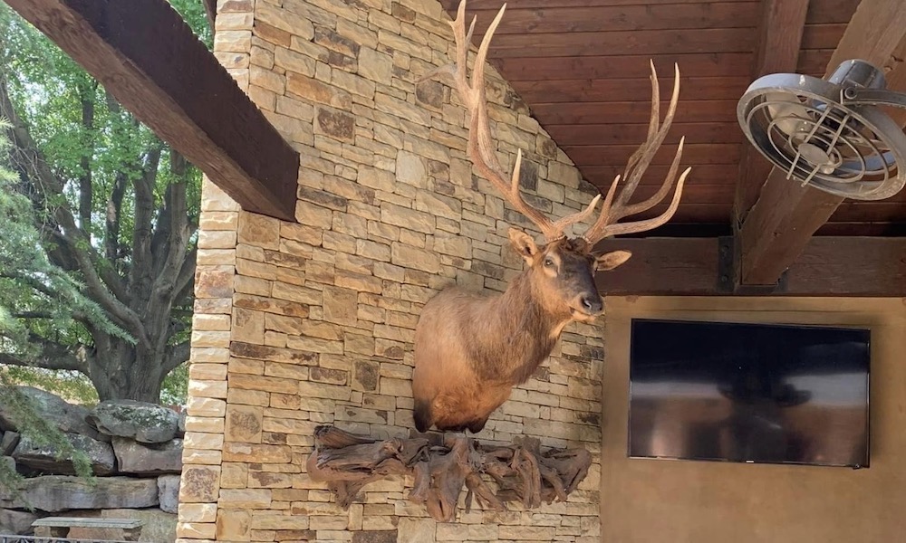 Hunter feels ‘violated’ after theft of enormous elk-head trophy