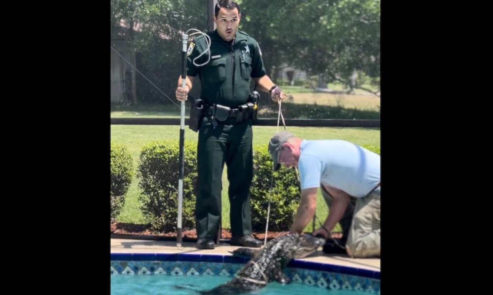 Deputy responds to alligator call, reaction goes viral