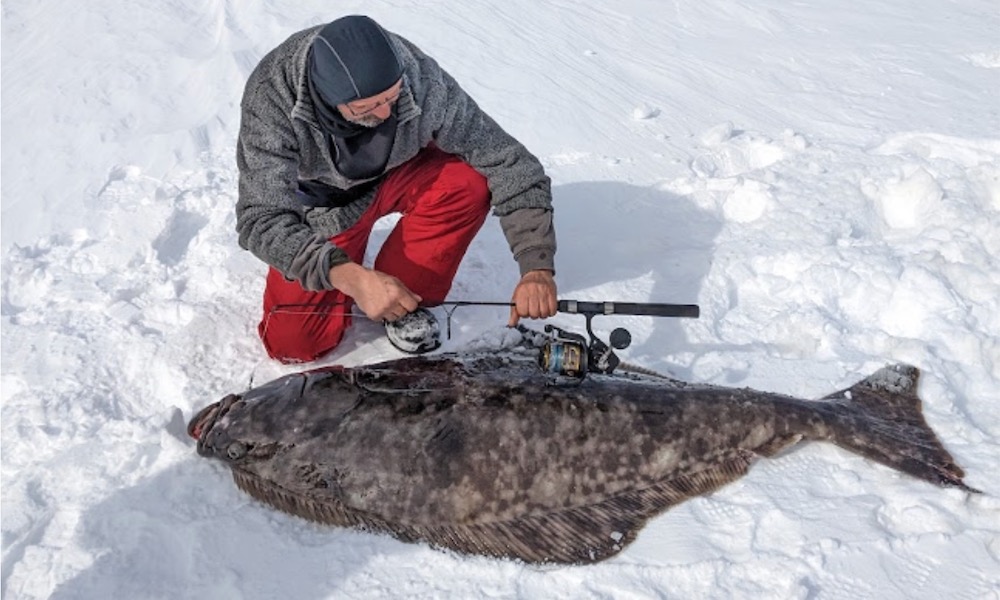 112-pound halibut caught through the ice in a unique fishery