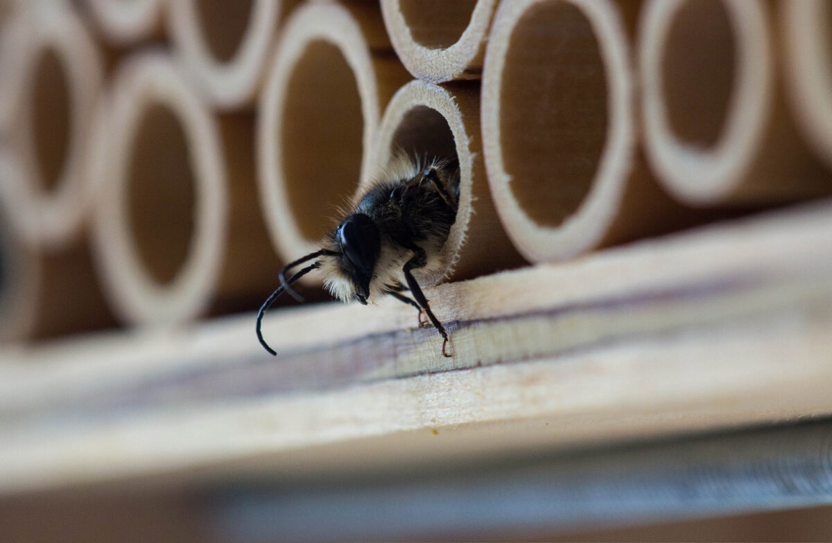 How to build a DIY bee house for Earth Day