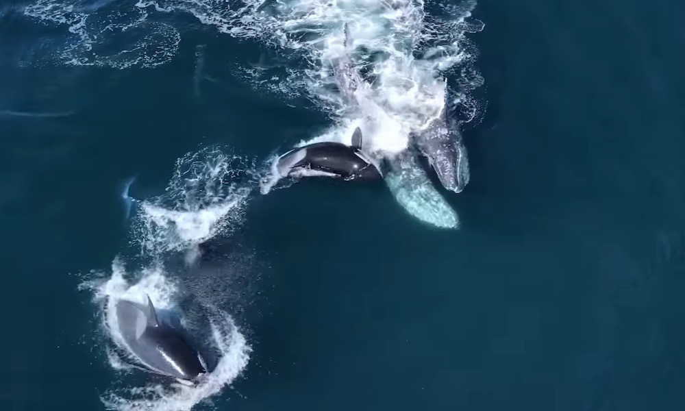 Graphic footage shows sad reality of brutality by attacking orcas