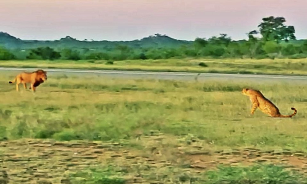 Watch: Cheetah teases large male lion and gets chased