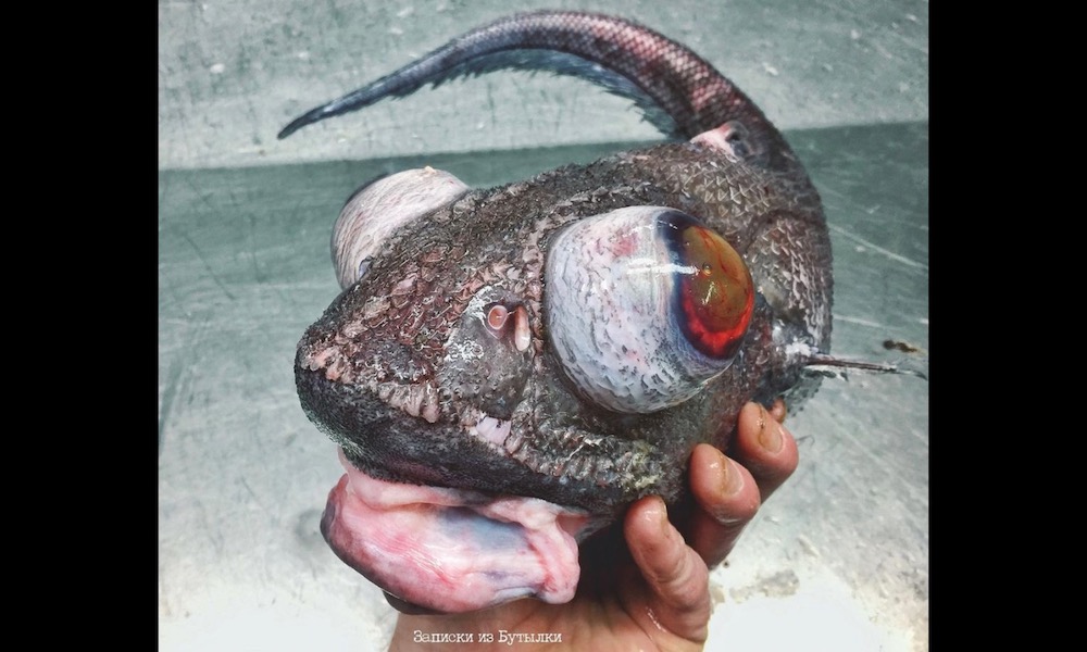 Fisherman’s photo of weird catch oddly looks like a painting
