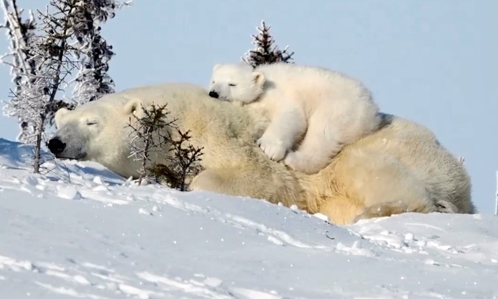 Video shows polar bear cub trying to get comfortable on momma bear
