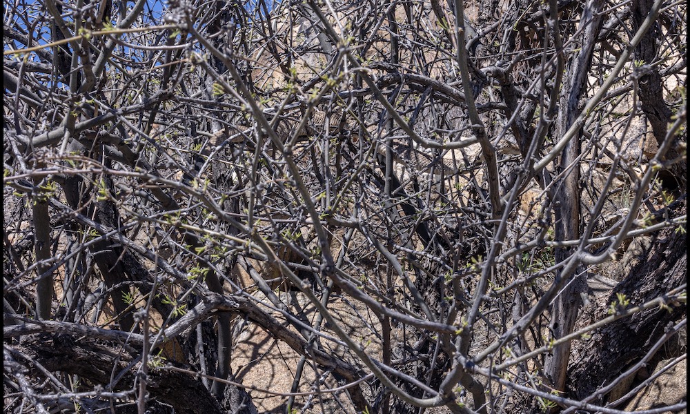 Can you spot the rattlesnake ‘on patrol’ in unlikely spot?