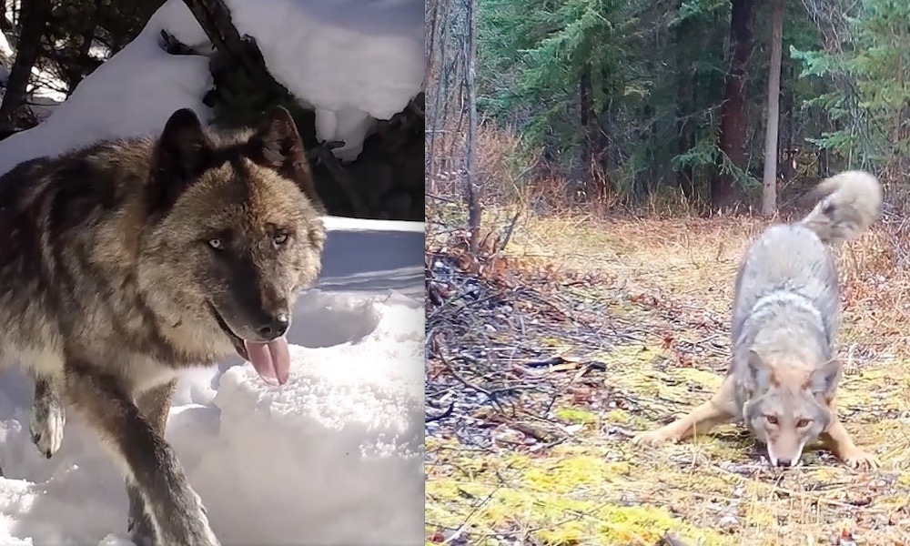 Best trail-cam reaction – Yellowstone wolf or Yukon coyote?