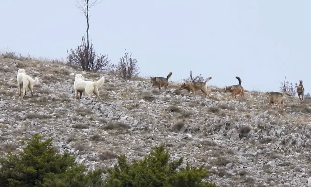 Watch: Dogs don’t get the greeting they expected from pack of wolves