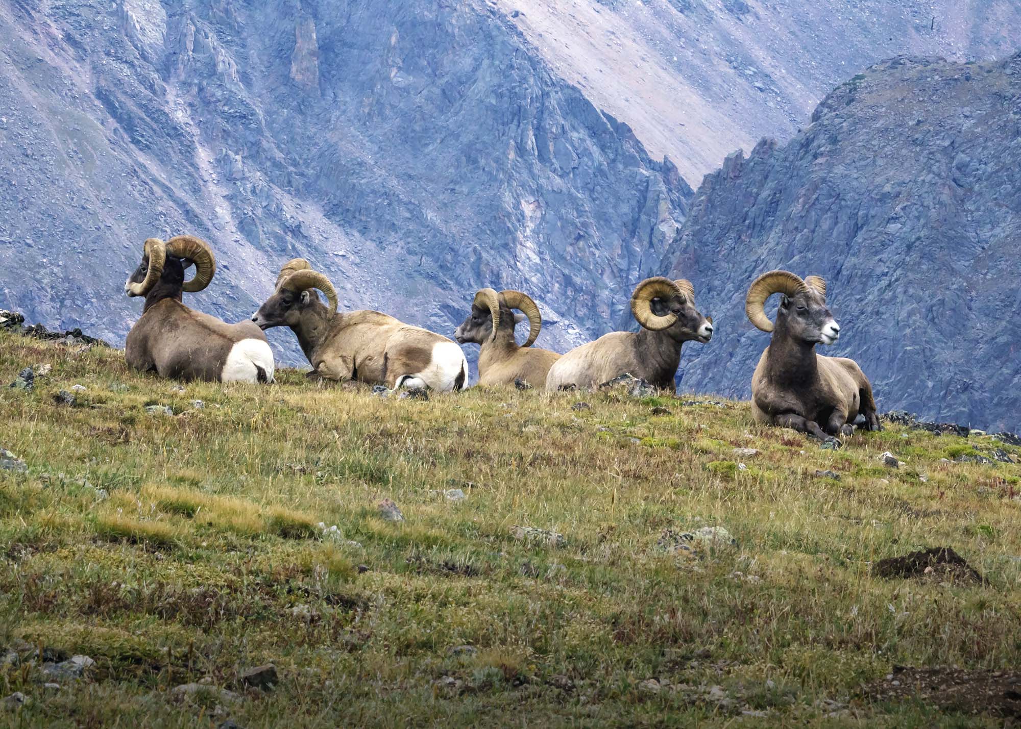 Several bighorn sheep sitting on a grassy hill.