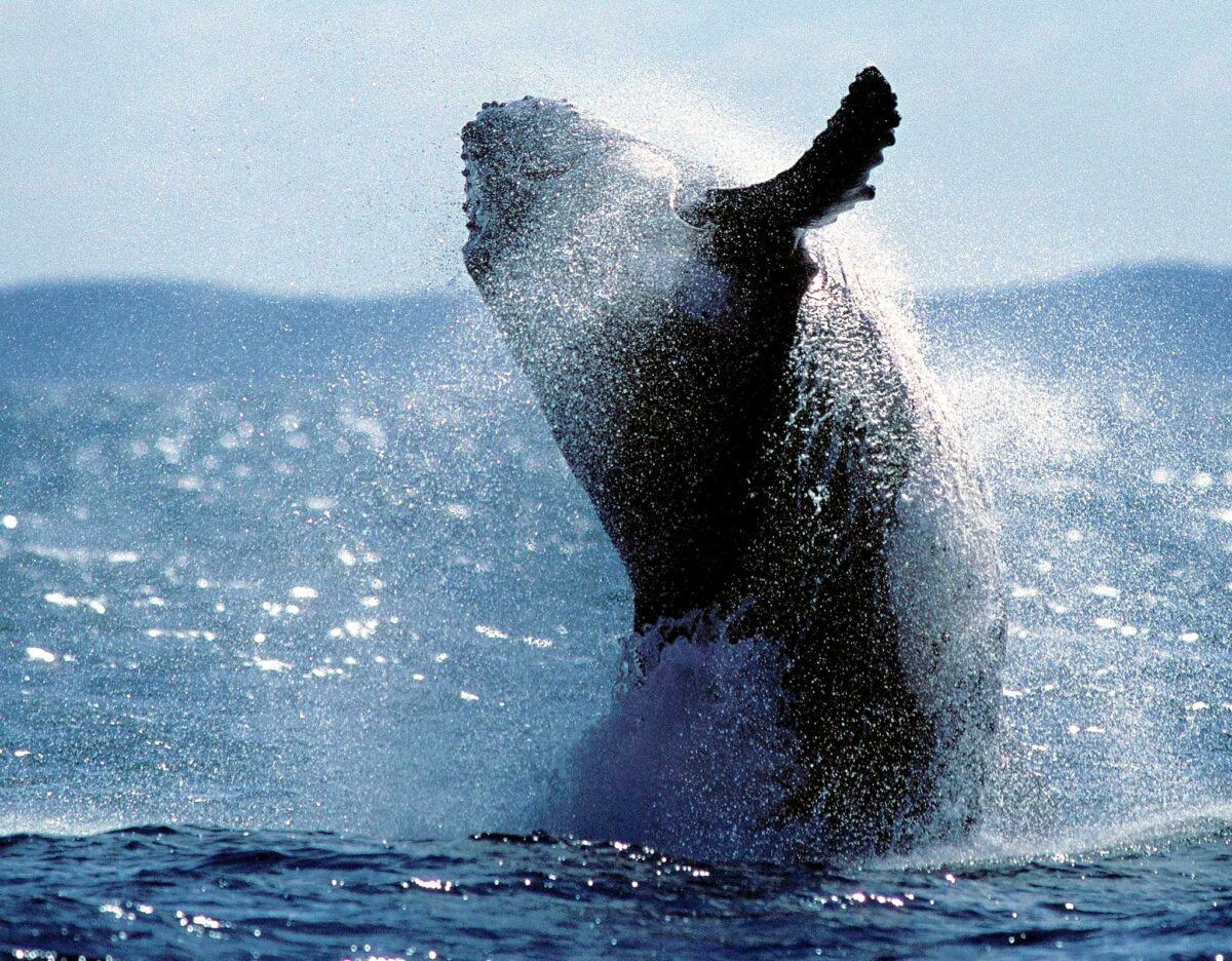 The majesty of whales in images