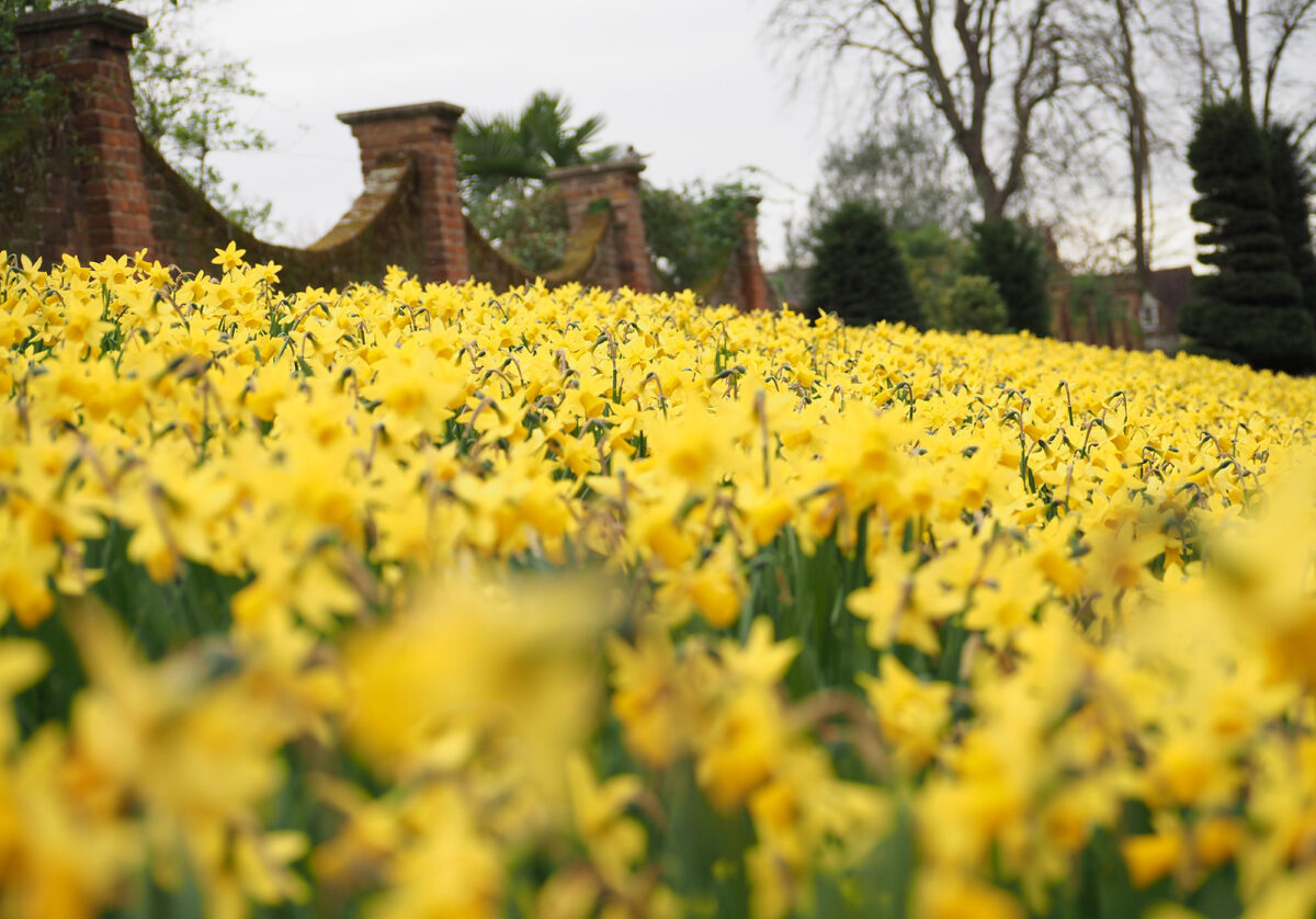 7 narcissus flowers to grow for a bright, beautiful garden