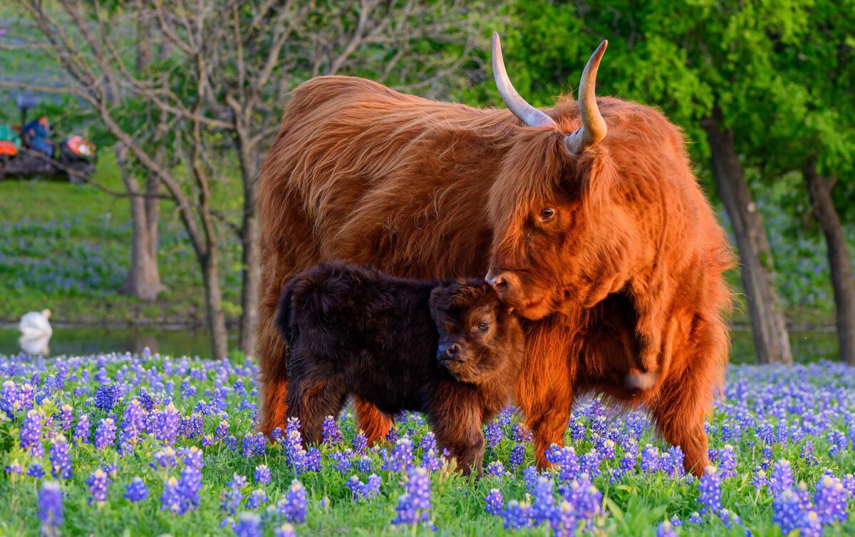 Say hello to fluffy cows, one of Earth’s cutest animals