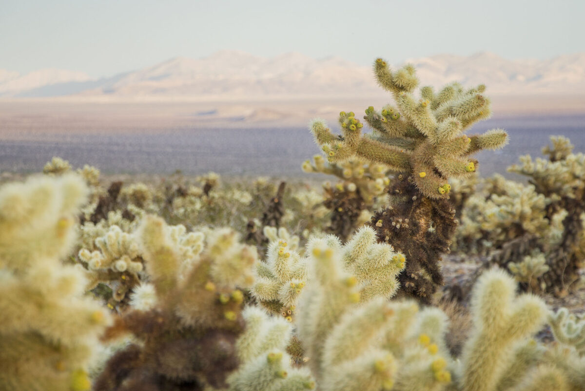 The 5 best hikes at Joshua Tree National Park