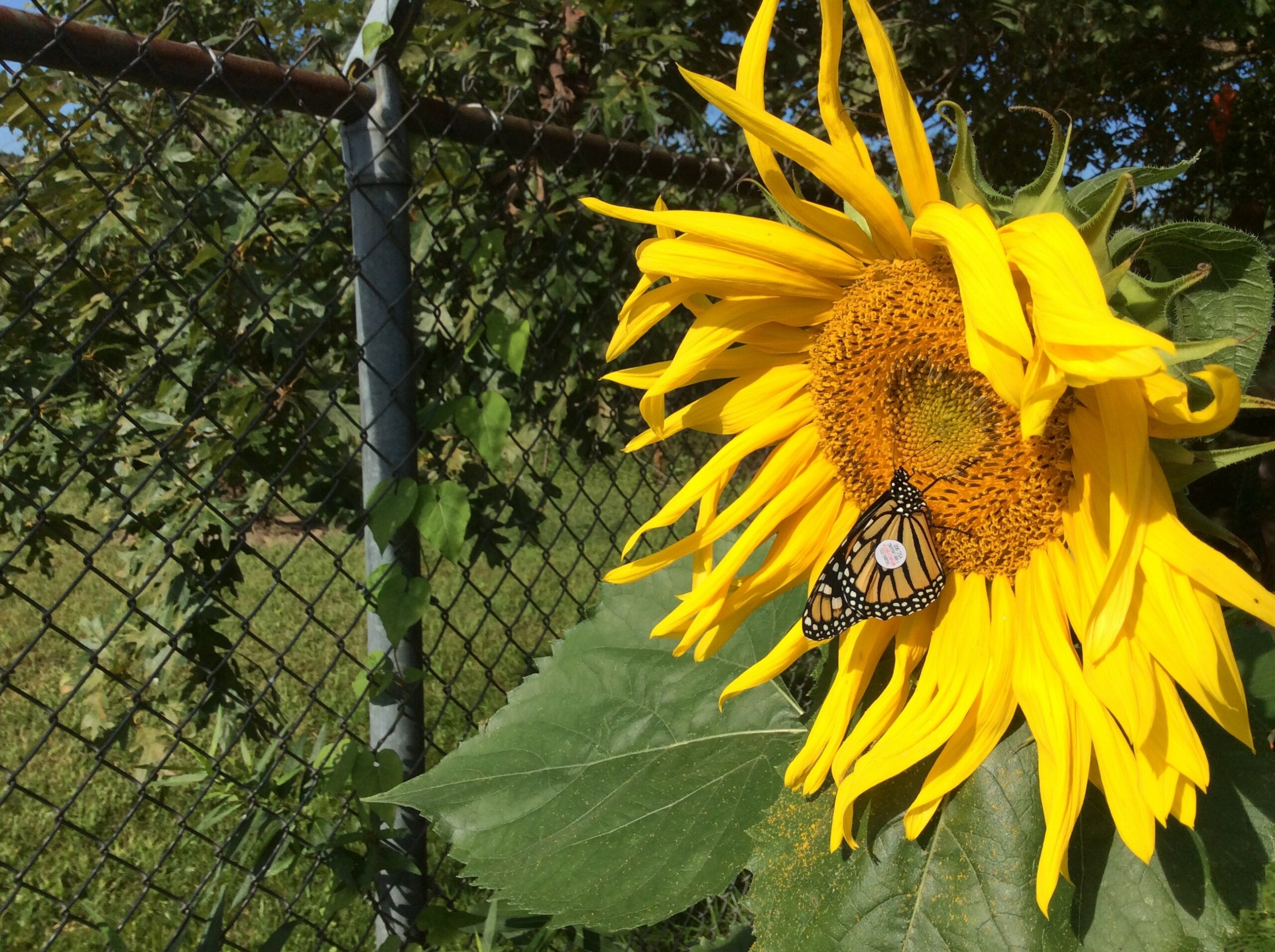 A butterfly on a large yellow flower.