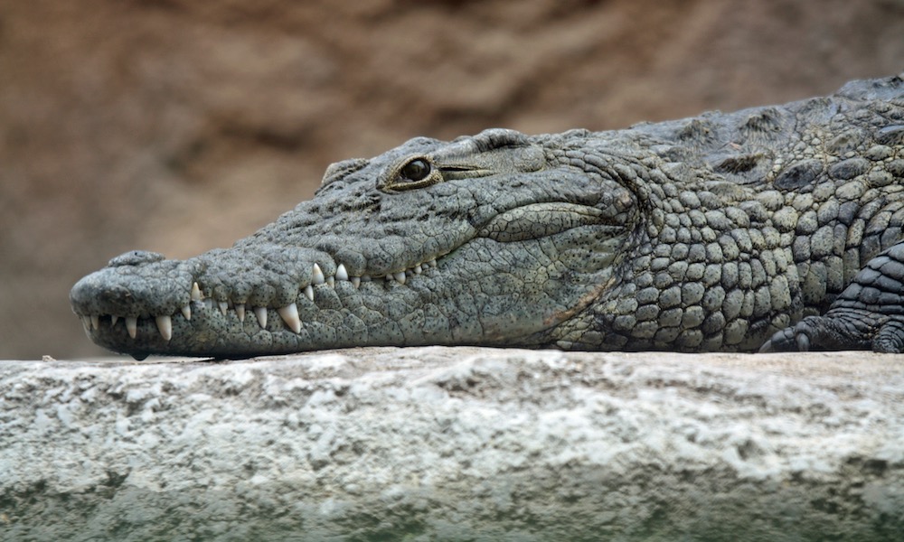 Safari guide attacked by crocodile makes life-saving escape