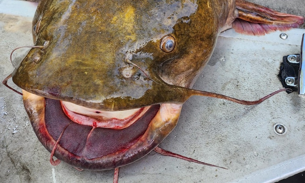 Angler catches ‘certified river monster,’ just as he said he would