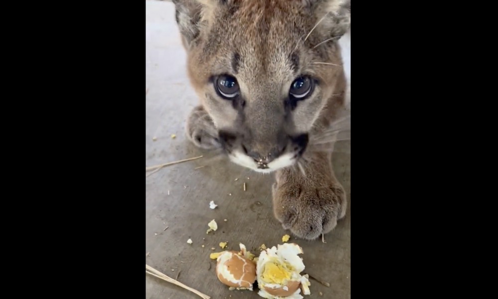 Rescued cougar cub tries first hard-boiled egg in adorable video