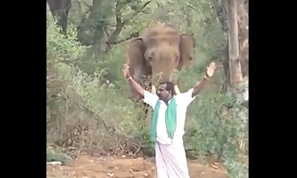 Man arrested for ‘idiotic antics’ near roadside elephant; video