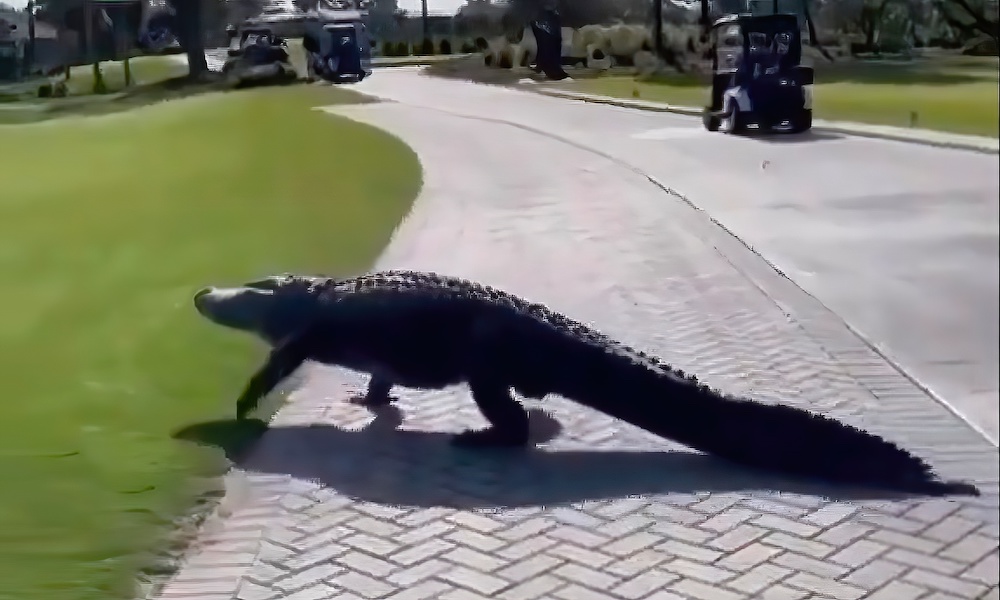 Watch: Giant alligator disrupts play at Florida golf course