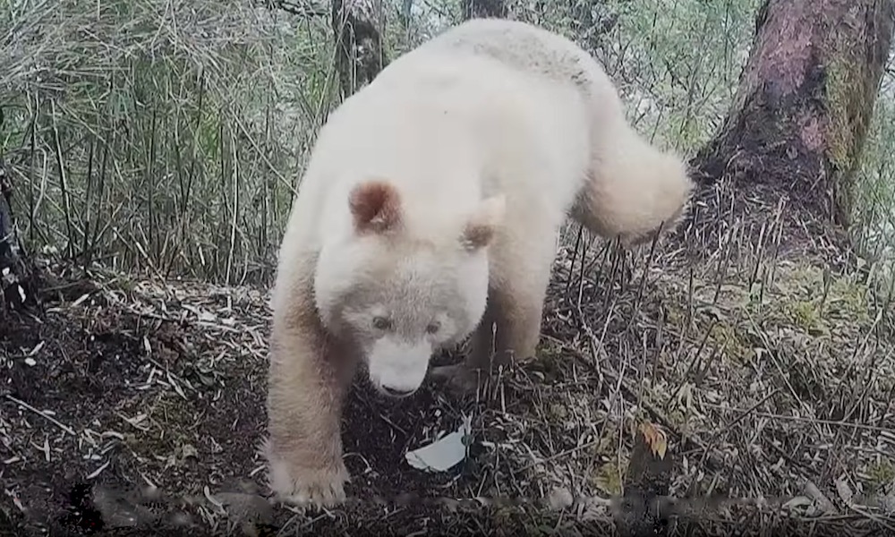 World’s first all-white giant panda captured in video