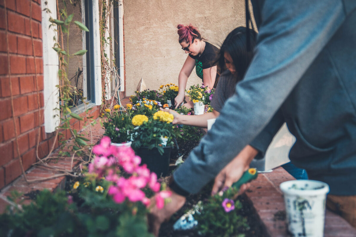 What is guerrilla gardening, and is it illegal?