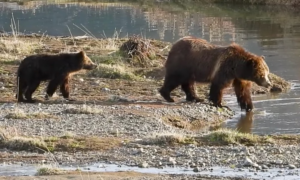 Momma bear rescues panicking, crying cub in swift river crossing