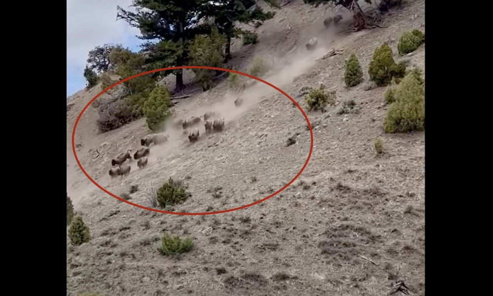 Yellowstone bison stampede like a scene from ‘old westerns’