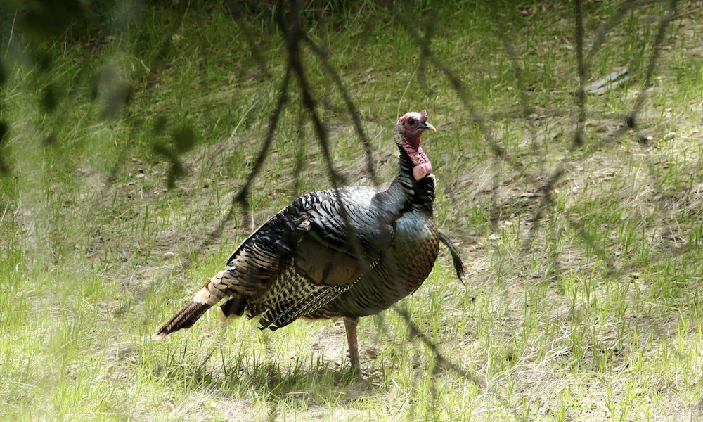 Minnesota mistakes partner for turkey, shoots him