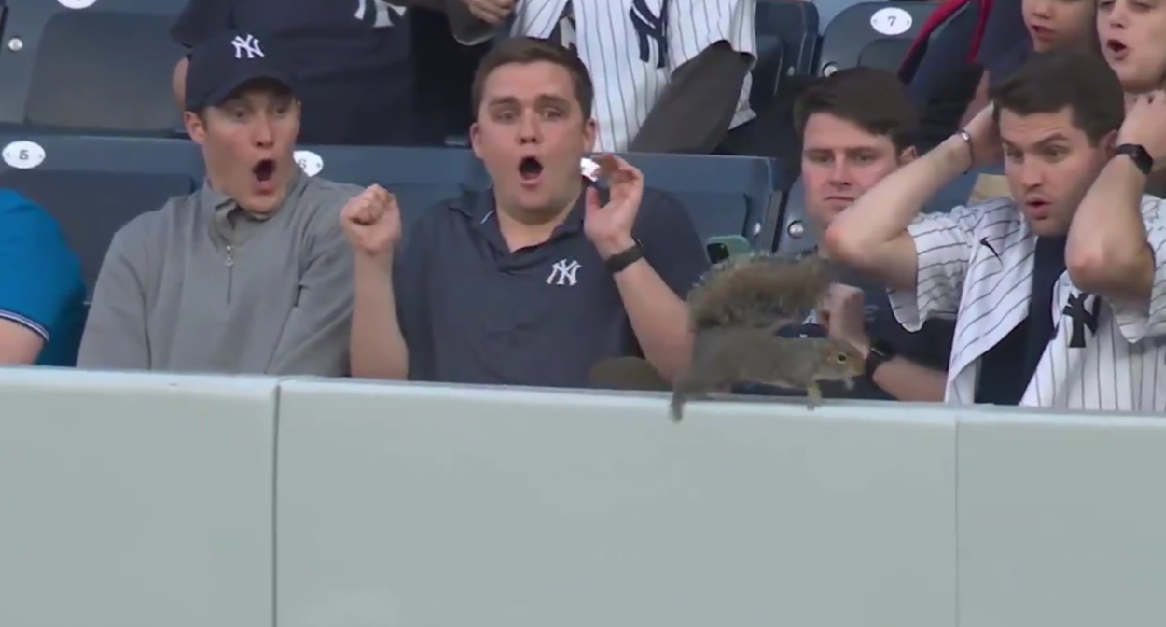 These Yankees fans were comically stunned to see a squirrel run past them