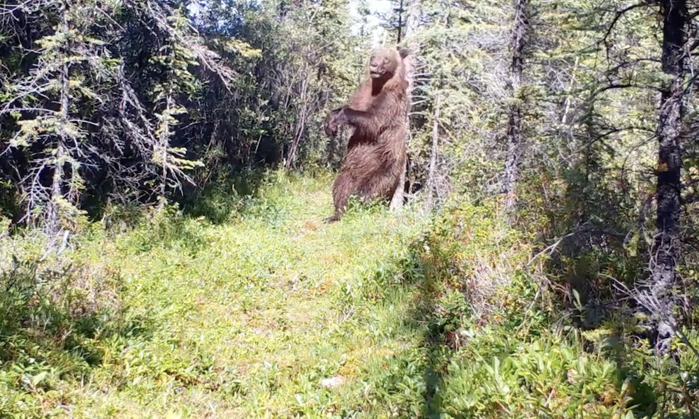 Huge grizzly bear springs into action after scent-marking tree