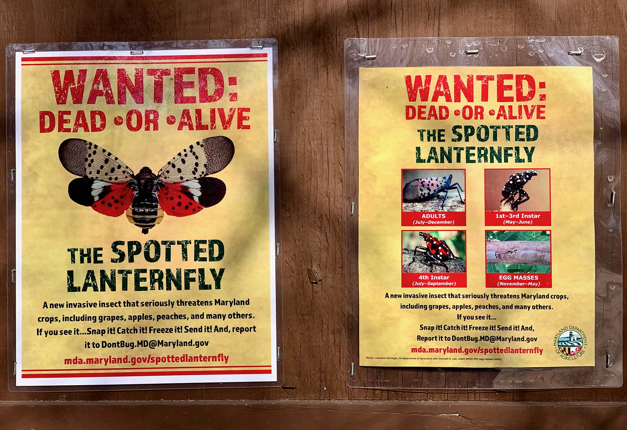 Two yellow posters with lanternfly images and warnings about the species.
