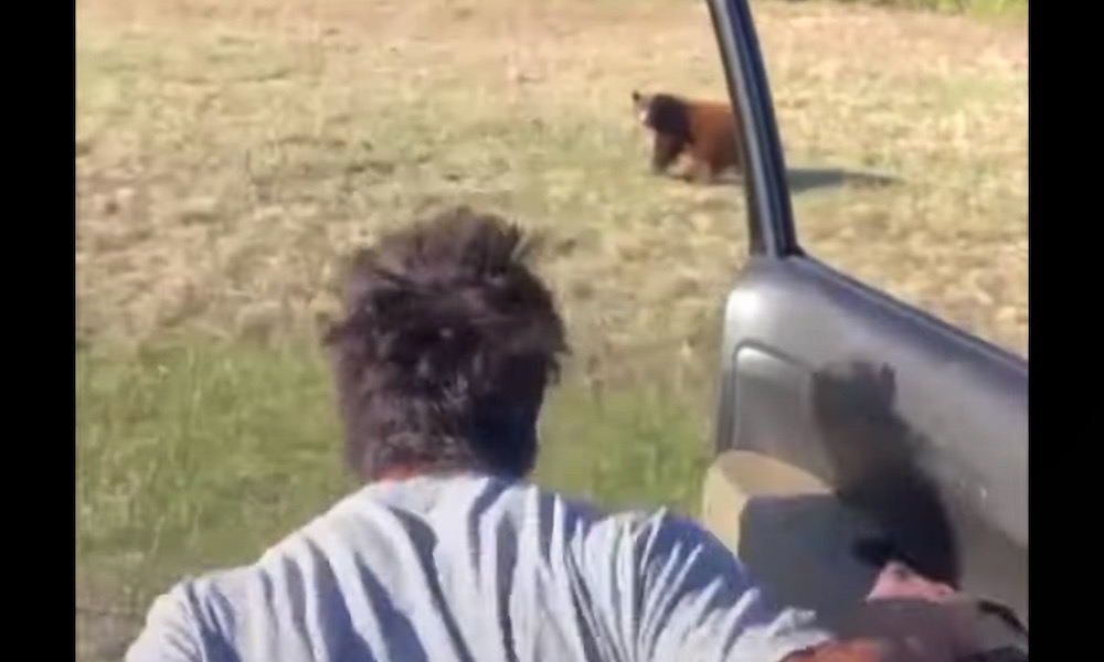 Watch: Man gets out of car to chase bear in Yellowstone; gets vilified