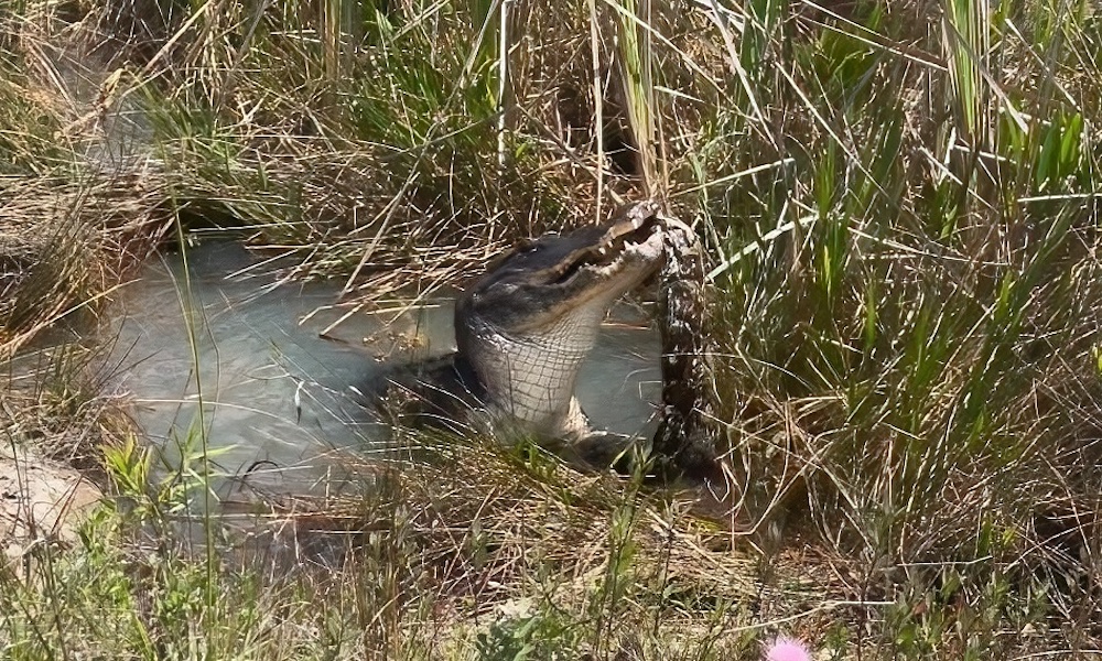 Watch: Alligator shows python who rules the Everglades