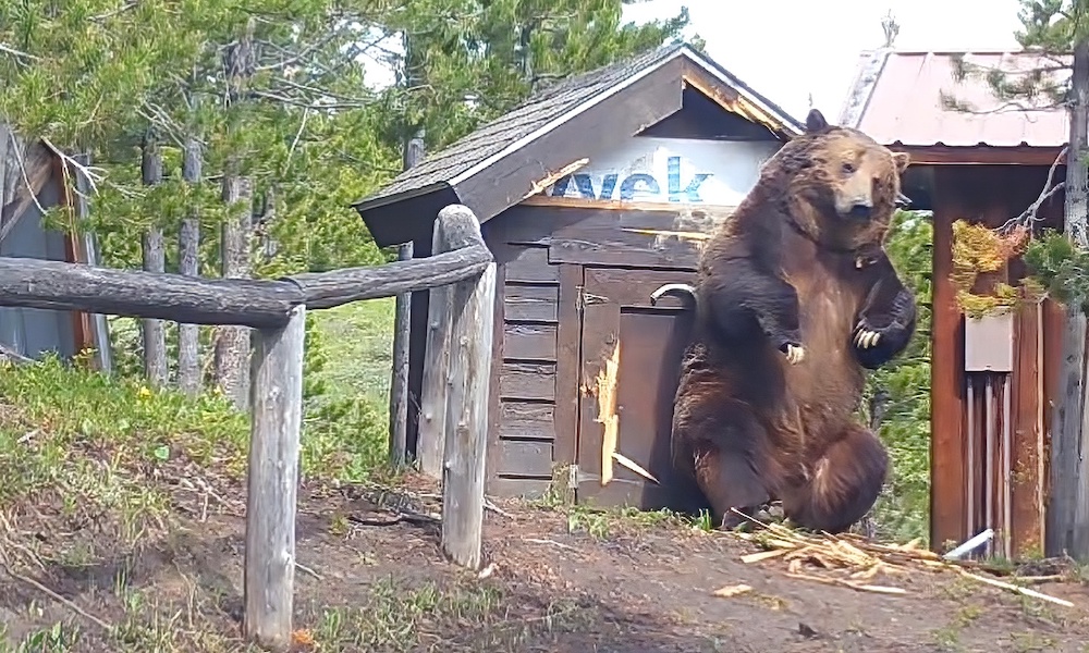 Massive grizzly bear dwarfs storage shed; questions are raised