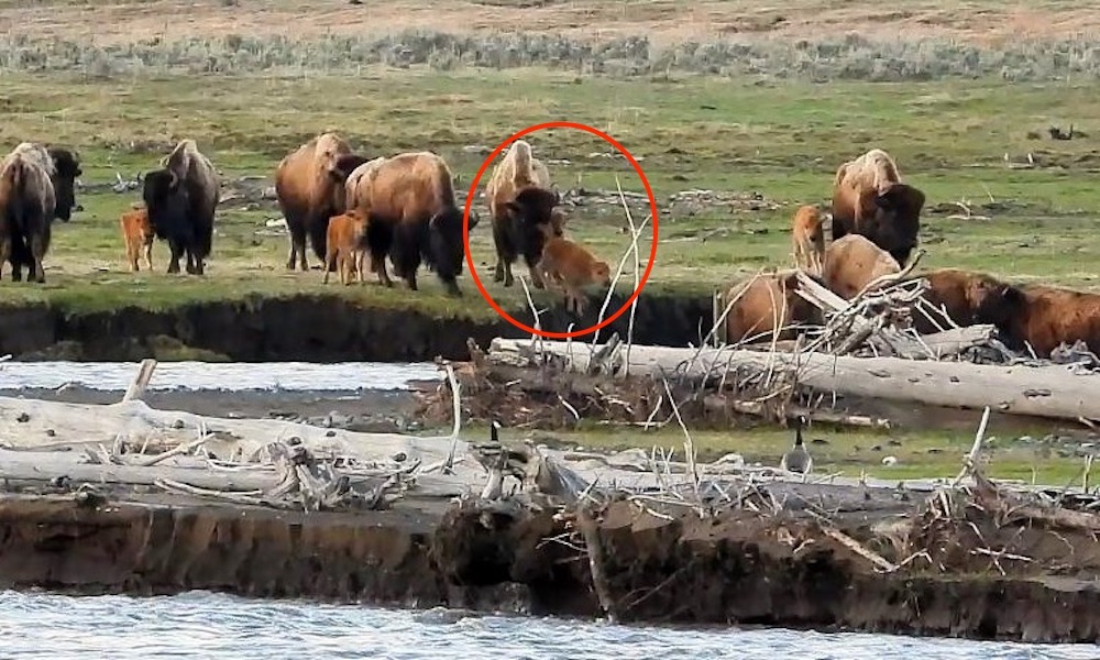 Reluctant bison calf pushed into river by its momma as herd flees bears