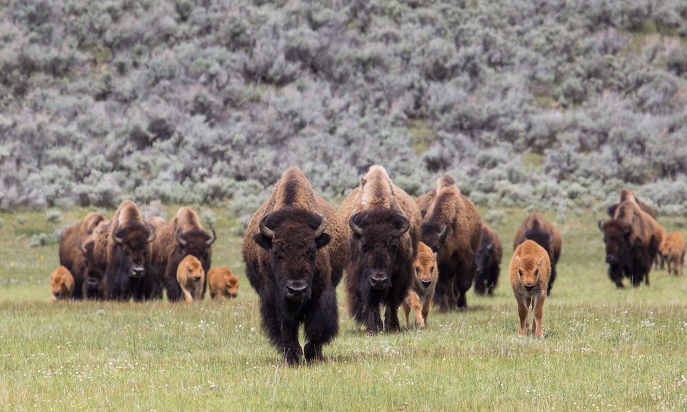 Yellowstone bison ‘barrel onto scene’ to save calf from wolves