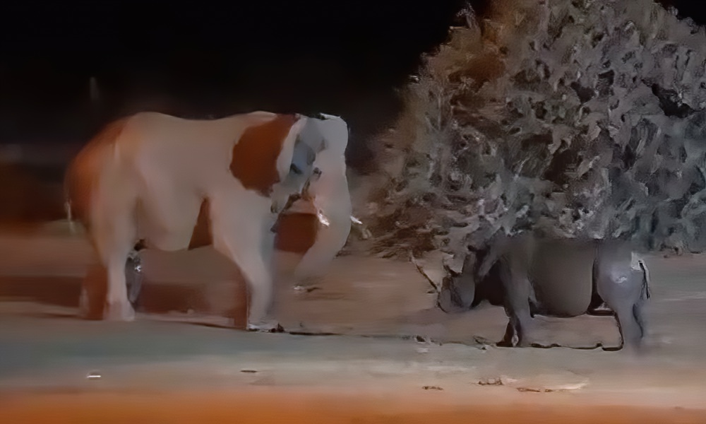 Watch: Elephant, rhino square off in surreal ‘clash of titans’