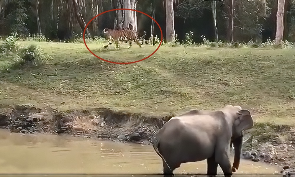 Watch: Elephant shows tiger ‘who’s boss’ at watering hole